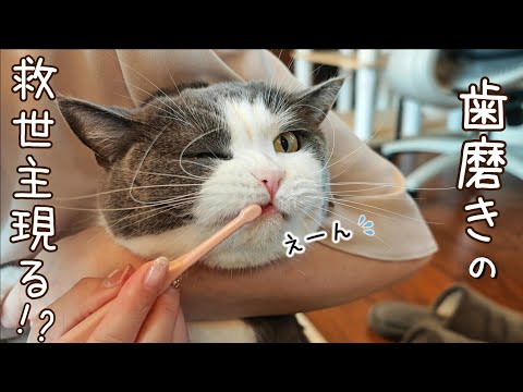 歯磨き嫌いな猫も磨ける魔法の歯ブラシを買ってみた
