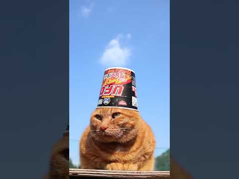 猫の動画サムネイル - 完全メシ 日清焼そばU.F.O. ぶっ濃い屋台風焼そば　250529　#のせ猫 #cat #cute #猫のいる暮らし #ねこ #ネコ #cutecat #animals #kitten