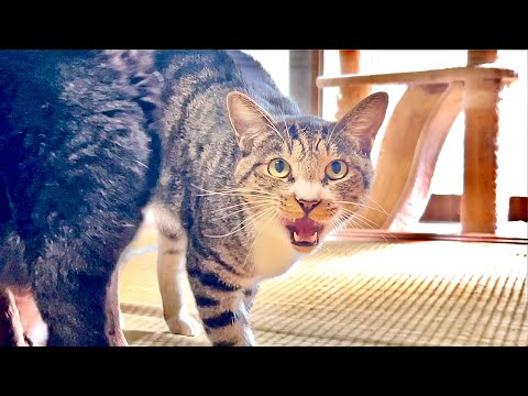 脱走から帰った猫の様子がおかしいときの確認ポイント サムネイル