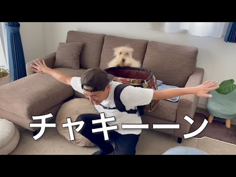 愛犬とミッションインポシブル！テリア