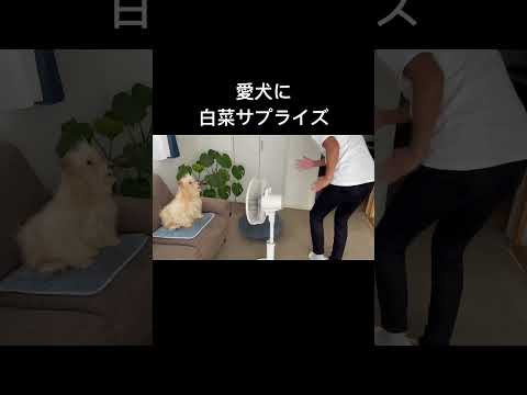 愛犬に白菜サプライズ。扇風機編