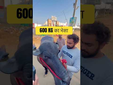 600 किलो का भेसा