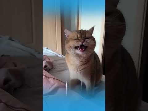 4 ‘Câu Mắng’ trong ngôn ngữ mèo khiến boss hiểu ngay #shots  #mèo #cat