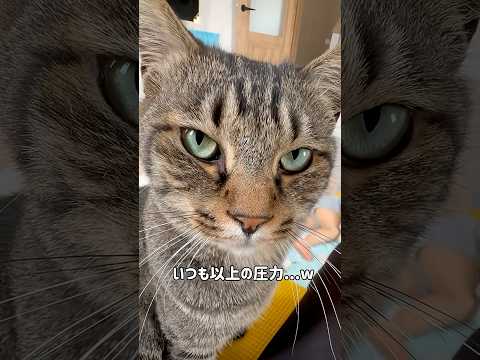 妊娠8ヶ月のママを心配する我が家の猫が優しすぎた🥹🩷 #癒し動画 #保護猫 #babyandcat #元気になる動画 #shorts #cat