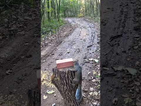 Curious Squirrel Climbs Tree Stub to Reach Salt Lick | Amazing Wildlife Close-Up #shorts