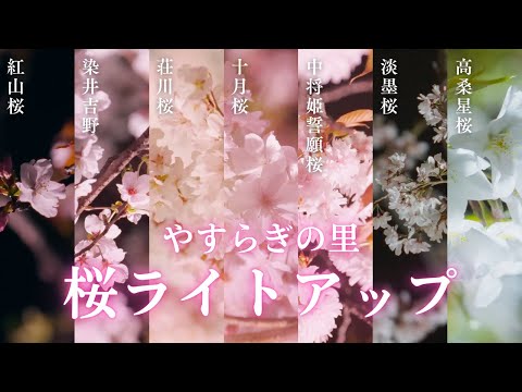 「岐阜駅北口駅前広場やすらぎの里桜ライトアップ」PR動画  ※本映像は2024年開催時の様子です