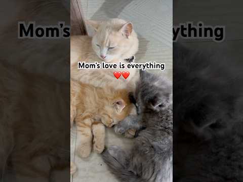 Mother cat cuddling her newborn kitten’s ❤️ #cat #youtubeshorts #trending #viral #viralvideo #shorts
