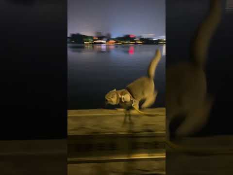 猫猫跨栏#猫猫 #遛猫 #跨栏高手 #funny