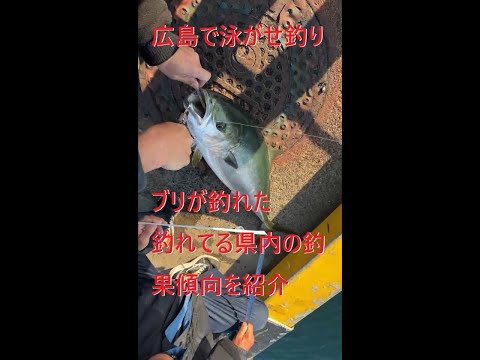 〔広島釣り〕呉方面でショアジギングでブリ、ハマチ、サワラ、サゴシが釣れた。県内の釣果傾向を考えた話と釣り人のマナー違反で立ち入り禁止が増えている件について・・・。