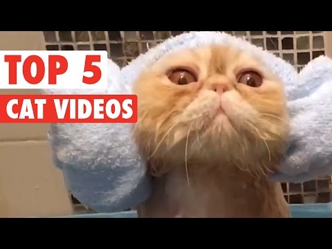 Best of the Week Cats Compilation || March 11 2016 - UCPIvT-zcQl2H0vabdXJGcpg