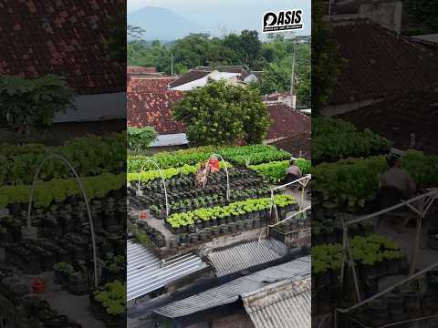 BERKEBUN DI ATAP RUMAH