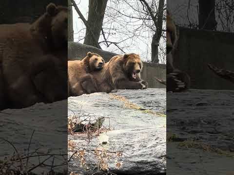 Brown Bears relaxing outdoors