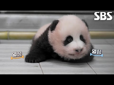 슈바오, 하루가 다르게 성장하며 걸음마 <strong>준비</strong> 완료↗