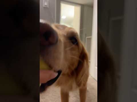 犬の動画サムネイル - coming home to my golden retriever❤️‍🔥 #goldenretreivers #dog #puppy #retreiver #merle #puppylove