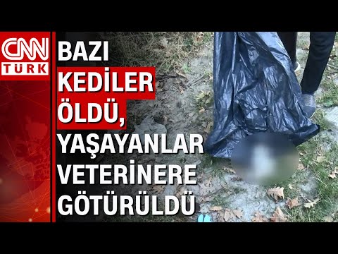 Vicdansızlar kedileri çöp poşetine koyup ormana attı!