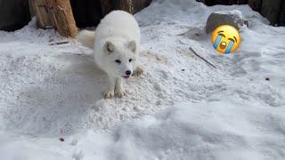 日本一危険な動物園に行ってみたんですがこれどうですか？【北海道ひとり旅】