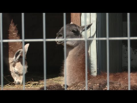 Зоопарк в Сыктывкаре обновляет поголовье