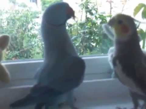 Parrot wants kiss from cockatiel
