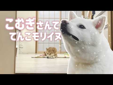 犬の動画サムネイル - 柴犬こむぎの恋を邪魔しかけた重大なミス【あるじのステップ】恐怖映像in三浦半島