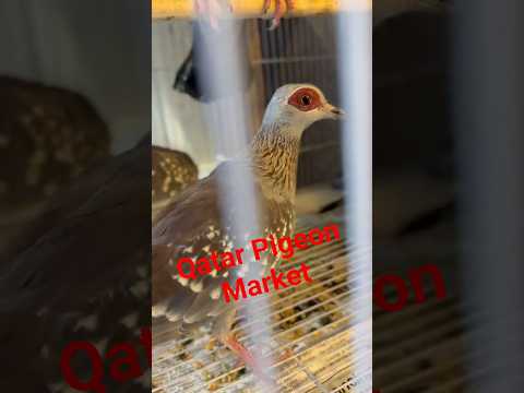 Qatar Pigeon Market. African Rock Pigeon.