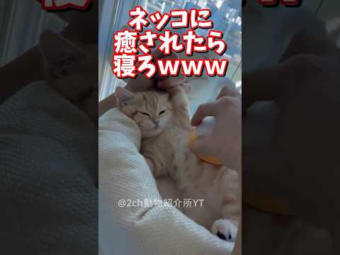 猫の動画サムネイル - ネッコの動画で癒されたら寝ろｗｗｗ　#2ch  #動物  #猫 #癒やし #ねこ動画　#おもしろ