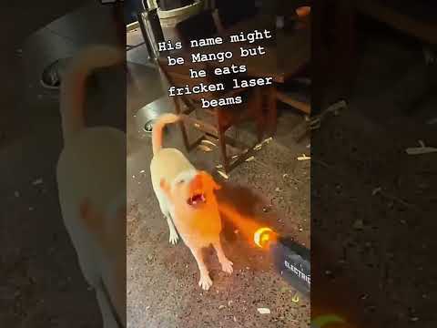 funnydogs#cute#doglover#doglife#cure#dogshorts#pet#doglife#dogshorts