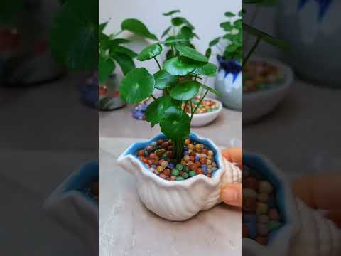 How to growing flowers in cup so beautiful #diy #flowers #garden #2025