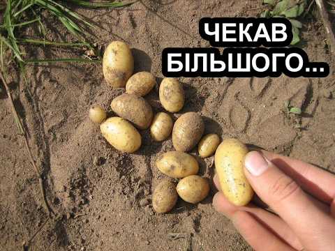 Найбільше розчарування сезону! 🥔 Сорти картоплі, які не виправдали надій