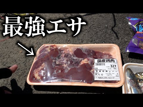 アメリカナマズが釣れるとウワサの鶏レバーを使ったら秒殺だった。