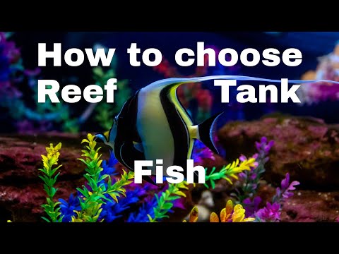 How To Choose Reef Tank Fish ( What Type Of Fish I Do you want to know how to choose fish for your saltwater reef tank aquarium? Well we talk about tha