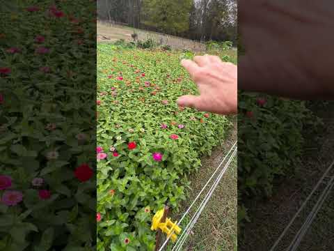 Zinnias in November! #gardening #selfseed #zinnias
