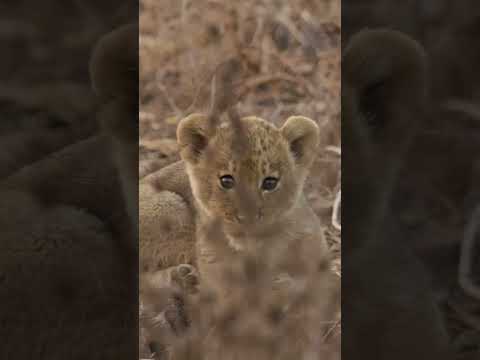 ariantel bird asigiser in forgus to mathchis...