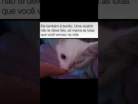 Esse gatinho tem uma cicatriz enorme, mostrando que ele é forte e corajoso,marcas de quem venceu