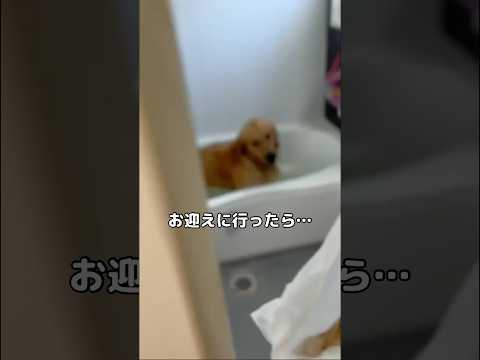 犬の動画サムネイル - 愛犬が大好きな水遊びのお迎えに上がったら😭 #ゴールデンレトリバー #大型犬 #shorts