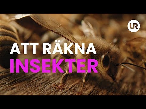 Sverige forskar: Att räkna insekter