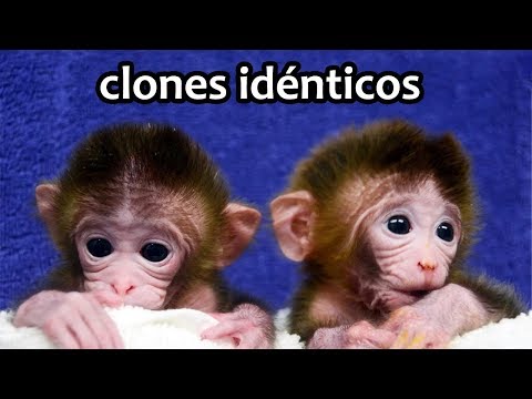 Primeros monos clonados | Noticias 5/02/2018