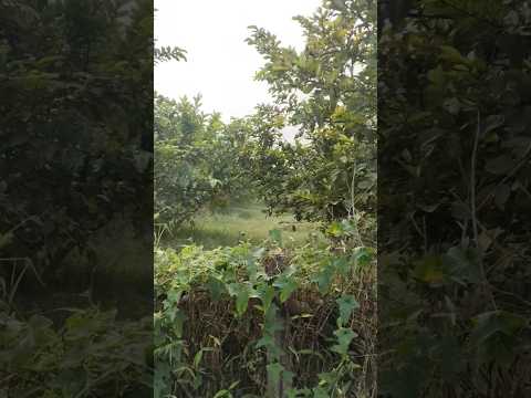 Sardi ka Mja Lo #youtubeshorts #trendingshorts #punjabimusic