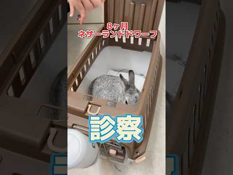じっとして動かずこはんも食べない8ヶ月のネザーランドドワーフが動物病院にやってきた！