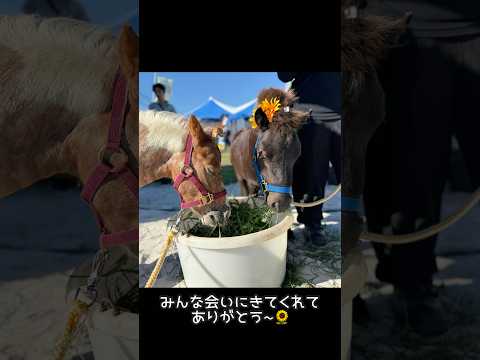大盛況だった競馬場イベント☀️ #shorts