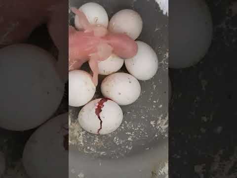 bir bebe yumumurtan cikis anina denk geldim#muhabbetkusu#muhabbetkusuyavrusu