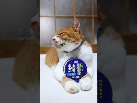 鯖水煮缶と猫の癒し動画｜健康的な食事とかわいい猫たちの暮らし サムネイル