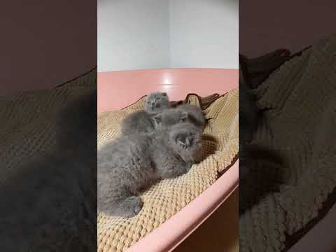 kitten munchkin#shorts#videolucuviral2022