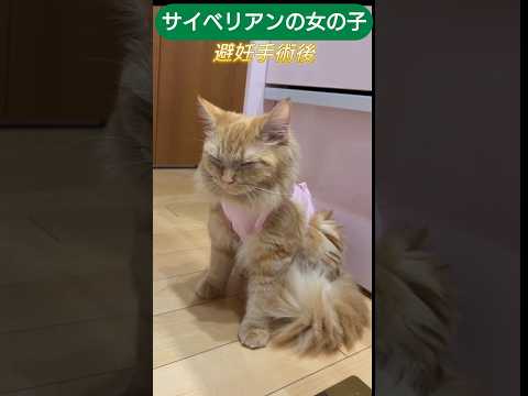避妊手術後の猫様　麻酔から目覚めていないサイベリアン女の子 #cat #しゃむねこ #猫のいる生活 #ネコガミ #猫のいる暮らし #子ネコ #ねこ #ネコムート #ねこのいる生活 #にゃんグラム