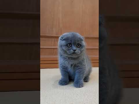 kucing lucu😍😍#shorts