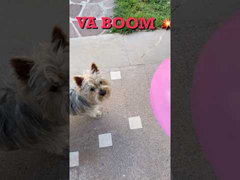 🐶BALLON BOOM 💥