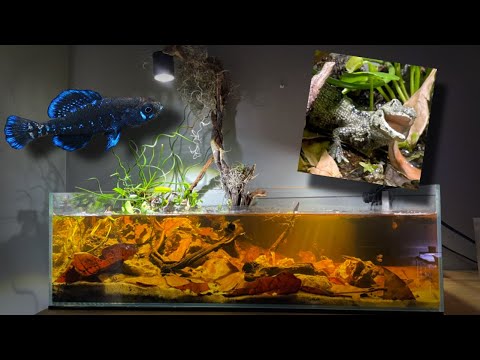 I Set Up A Florida Swamp in My Bedroom In this video I made a Florida biotope aquarium with some fish from my friend Ryan from Wild Fish Ta