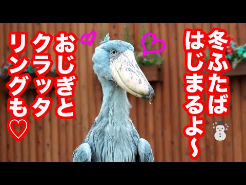 大好きな飼育員さんと謎の声に、ウキウキなふたばちゃん!【冬のふたば2025-1】Futaba, Shoebill  winter 2025-1　掛川花鳥園