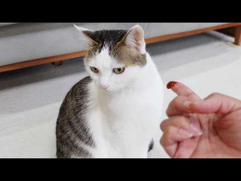 ラキサトーンが苦手な猫に穏便に与える方法。-How to smoothly give Laxatone to cats who don't like it.-