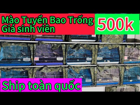 Mào Tuyển Bao Trống. Giá Bình Dân . chim đẹp giá Rẻ...