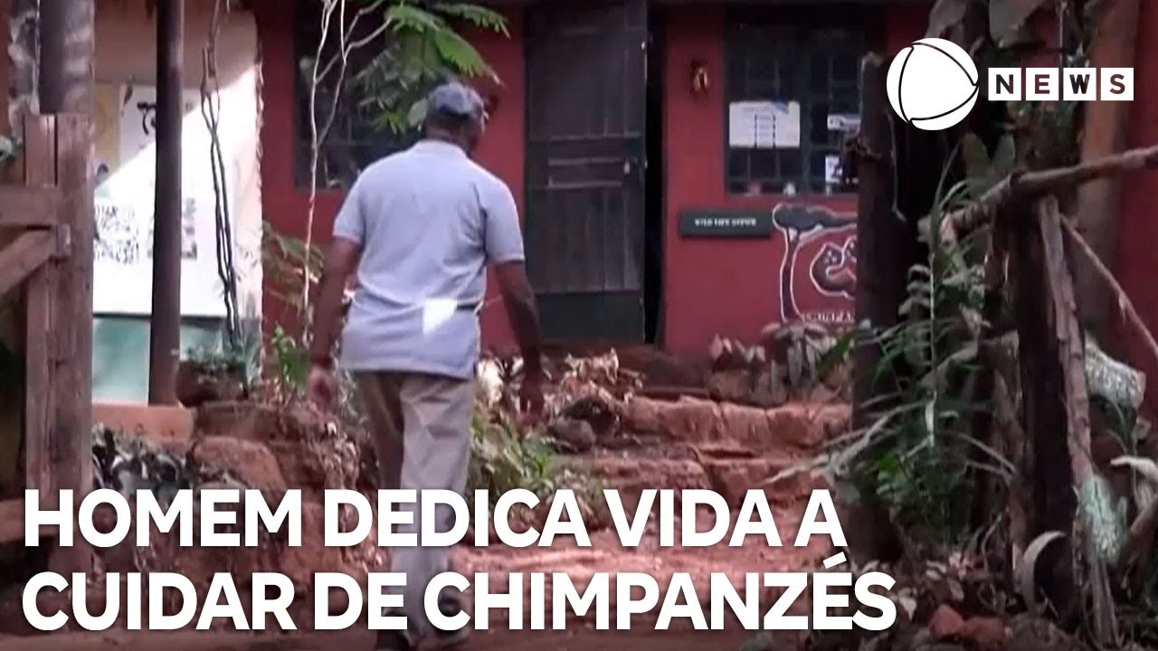 Homem dedica vida a chimpanzés órfãos há mais de 30 anos